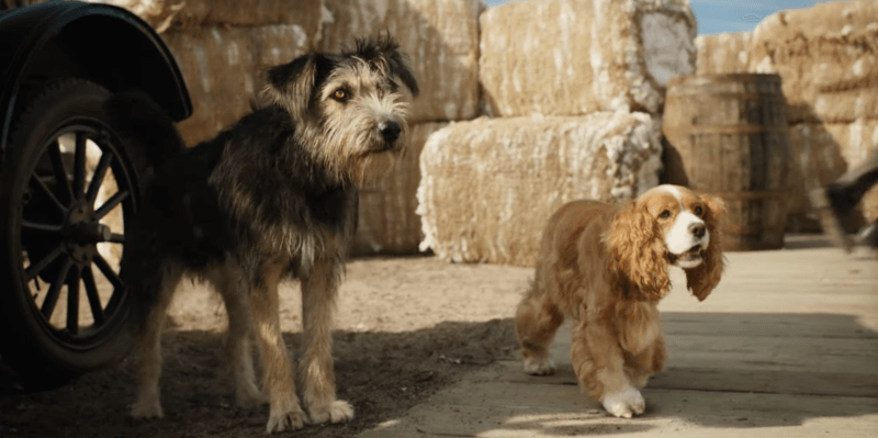 Disney+ Live-Action Reimagining of ‘Lady and the Tramp’ Debuts First Trailer