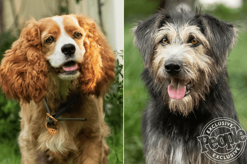 Terrier Mix Star of ‘Lady and the Tramp’ Live-Action is Former Rescue Dog