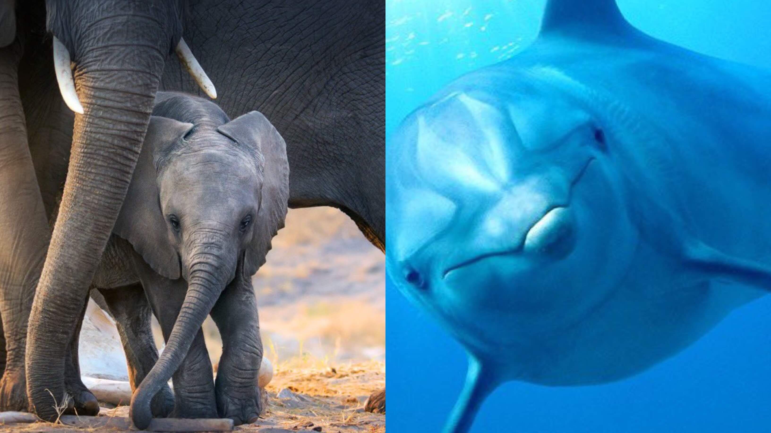 Disneynature Releasing ‘Elephant’ and ‘Dolphin Reef’ on Disney+ on April 3