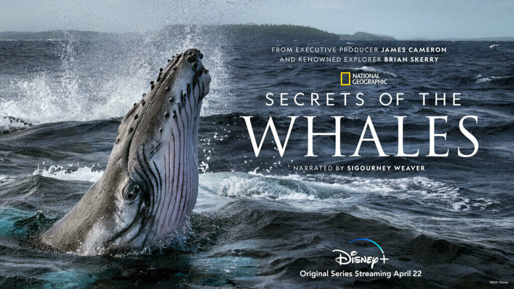 National Geographic’s ‘Secret of the Whales’ Coming to Disney+