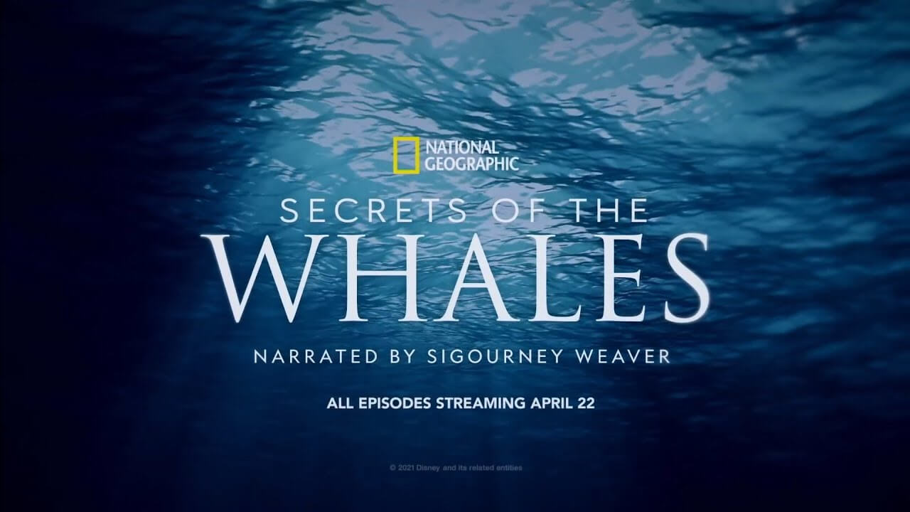Sperm Whale Calf Nursing in New Clip From The Disney+ Series ‘Secrets of the Whales’