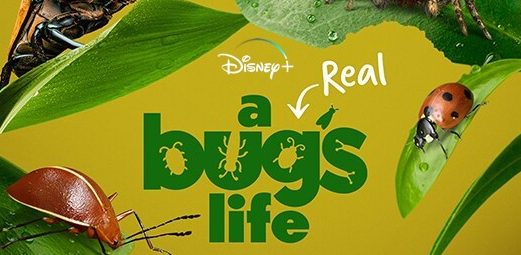 SEE IT: Disney’s ‘A REAL Bug’s Life’ Shows What A Live-Action Pixar Film Could Look Like